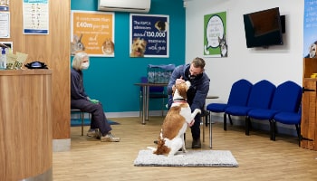 Bella at Millbrook © RSPCA