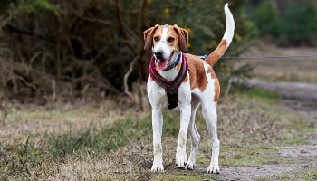 Bella on a walk © RSPCA