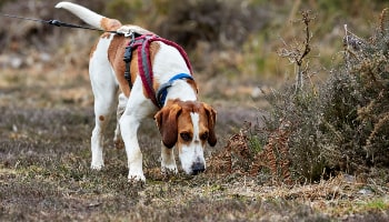 Beall searching © RSPCA