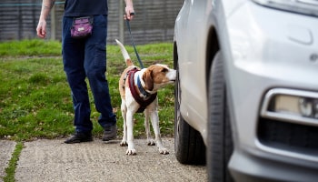 Bella searching for cheese © RSPCA