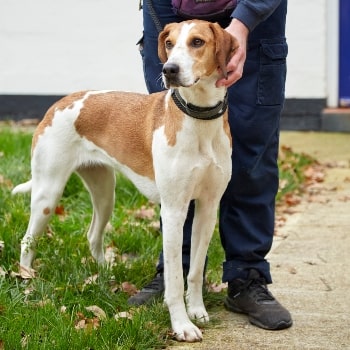 Bella is looking for a new home © RSPCA