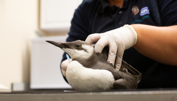 wild bird being examined by a wildlife rehabilitator at a centre