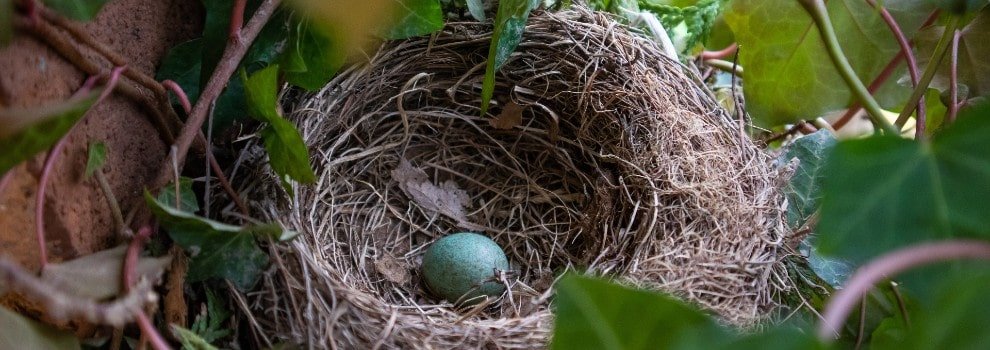 Bird nest with egg inside © Mateusz Stepien