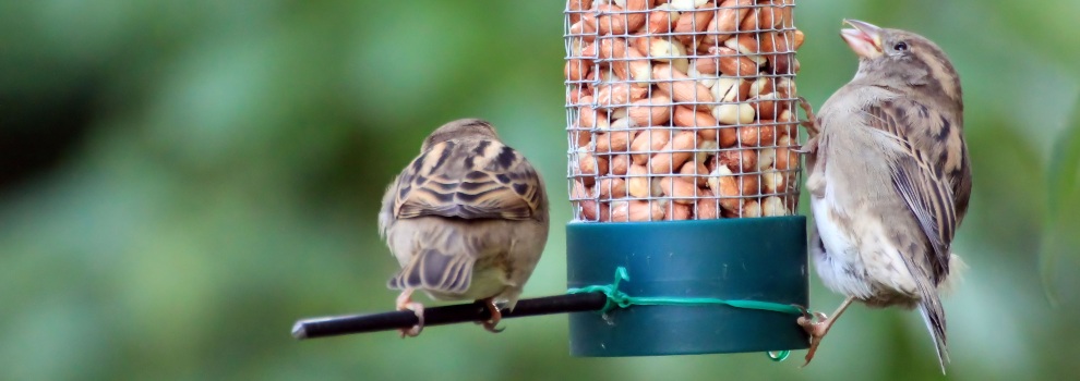 Birds feeding from garden feeder