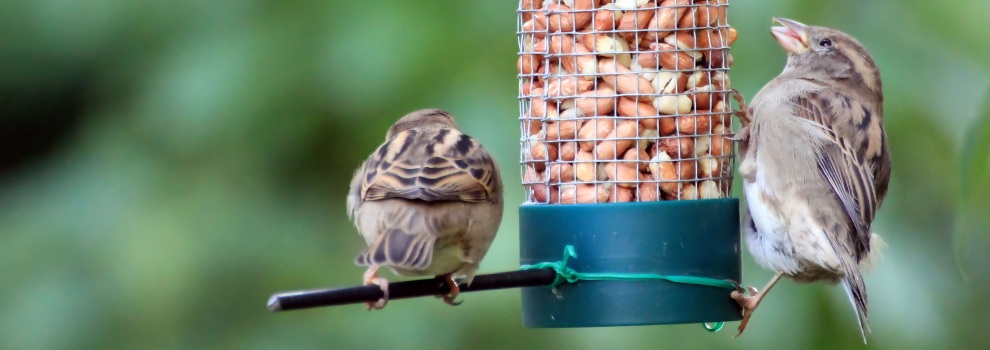 are bird seeds bad for dogs