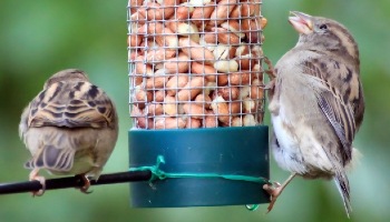 two birds feeding from a feeder full of peanuts