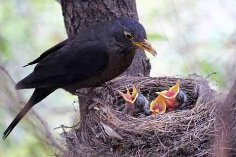 ​  A blackbird feeding chicks in the nest​