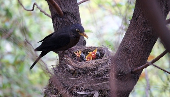 Bird Nests - Helping Nesting Birds in the UK | RSPCA