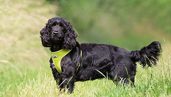 Black spaniel © RSPCA