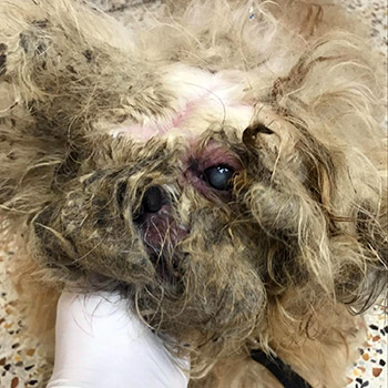 Matted dog had cataracts in one eye