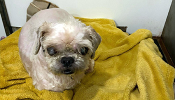Dog after matted fur had been shaved off