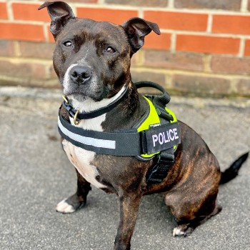 a rescued staffordshire bstaffordshire bull terrier now working as an explosives search dog © RSPCA