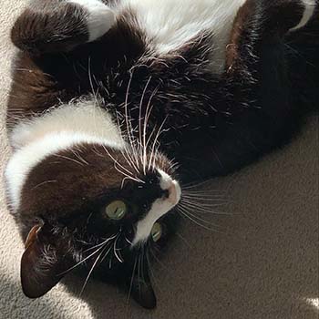 Ten-year-old cat Bucky finally found his forever home