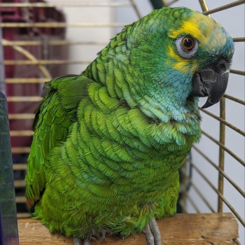 Bud the parrot has got fat on crisps © RSPCA