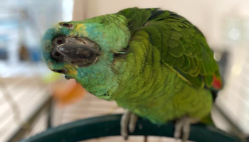 Bud likes to have a laugh © RSPCA