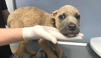 Bulldog-type breed with deformed legs © RSPCA