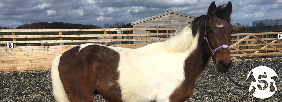 Adie the horse in our care © RSPCA