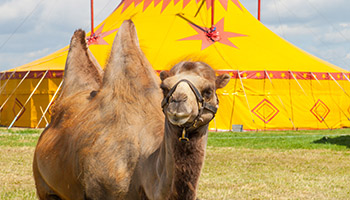 Camel outside a circus tent