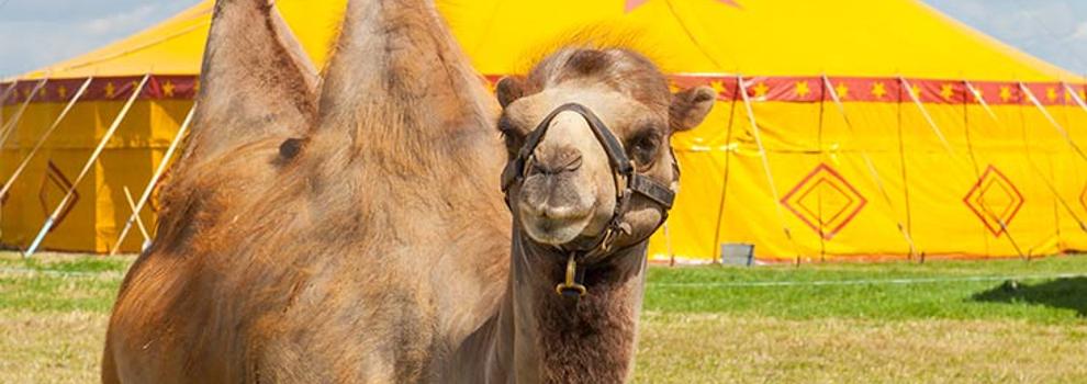 Circuses | RSPCA Circuses | RSPCA
