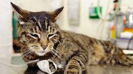 Cat being treated