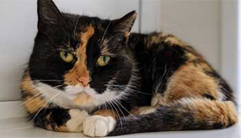 tortoiseshell cat curled up © RSPCA