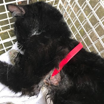 rspca cat collar