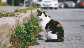 Cat in the street © Maxim Tolchinskiy