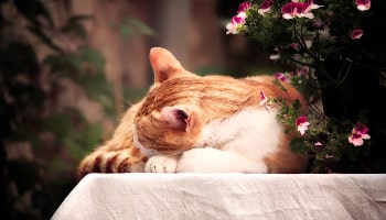 Cat sleeping in the sun © Simon Berger