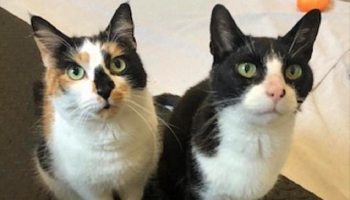 Cats Smudge and Narla © RSPCA