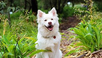 Happy dog in the woods © Spiritze