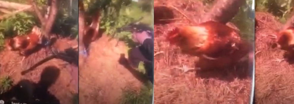 Chicken killed with crossbow