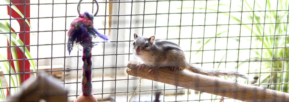 Pet chipmunk in cage with hanging rope toy © RSPCA