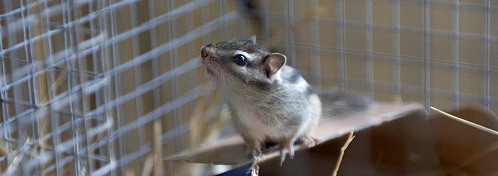 chipmunk inside animal cage © RSPCA