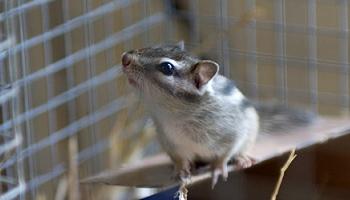 chipmunk inside animal cage