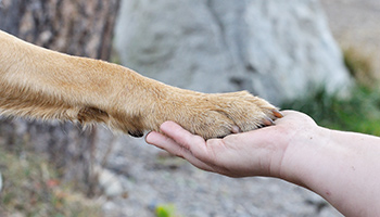 dog paw in a human hand to symbolise a helping hand