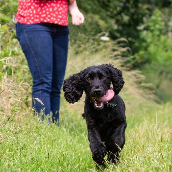 black dog running through the field with owner © RSPCA