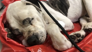 Boxer dog was left tied to a tree