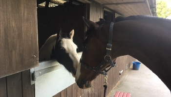 Dave the pony © RSPCA