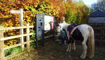 Dave the pony on his journey © RSPCA
