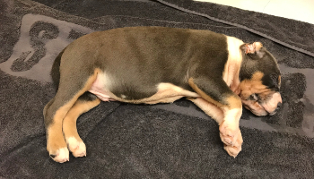 Dead American bully type found in bag © RSPCA