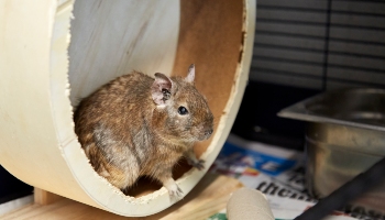 One of the 298 degus rescued © RSPCA
