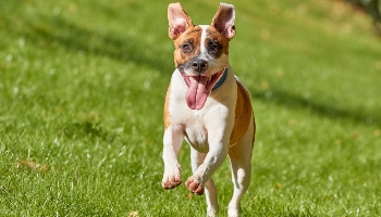Staffy dog in RSPCA care