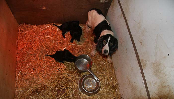 Dog with her pups in a a small pen © RSPCA