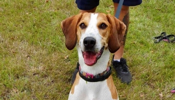 Bella the beagle and lurch cross © RSPCA