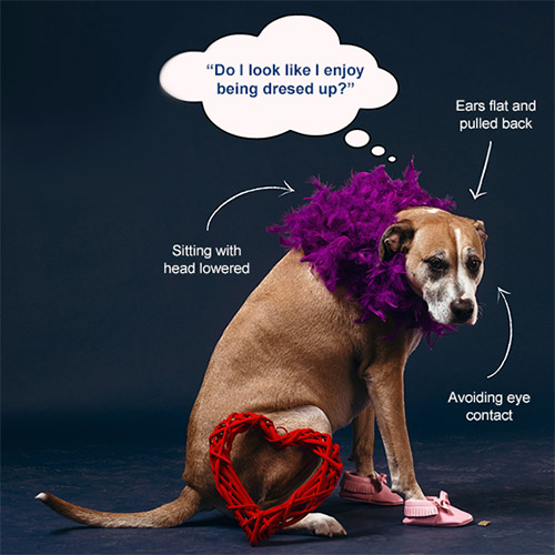 Does your dog look happy dressed up © RSPCA