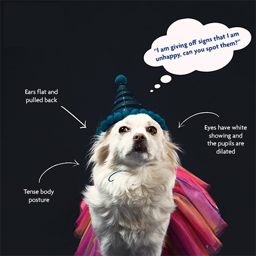 Signs your pet is unhappy about being dressed up © RSPCA