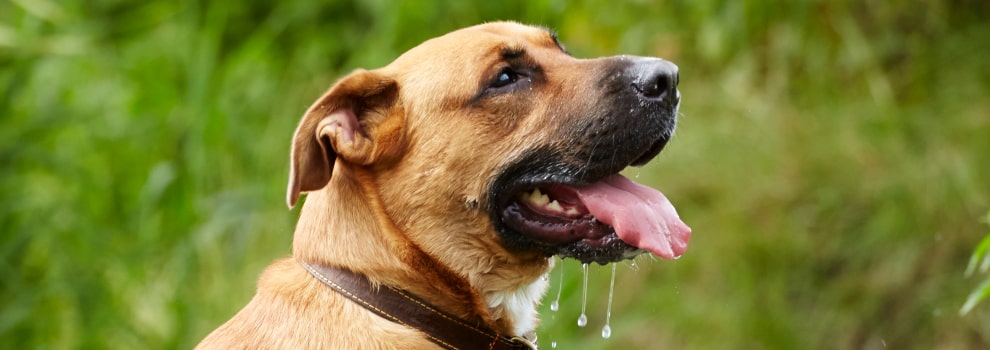 Dog cooling off © RSPCA