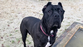 Dog Jess with ears cropped © RSPCA