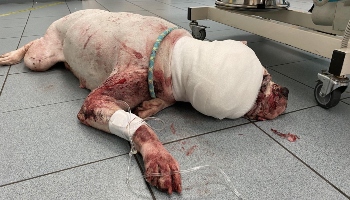 Dog Ruby with machete wound © RSPCA