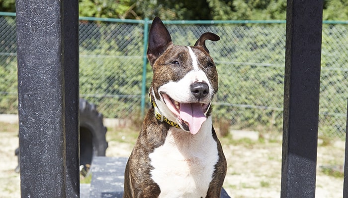 Happy dog © RSPCA